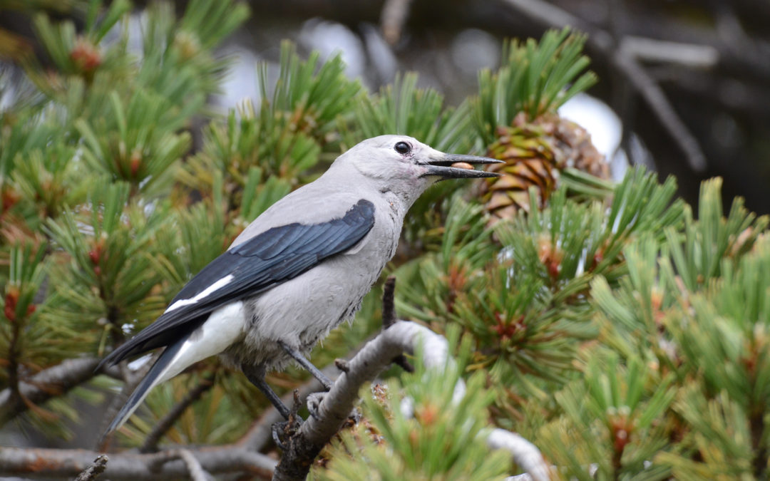 The Clark’s Nutcracker Project