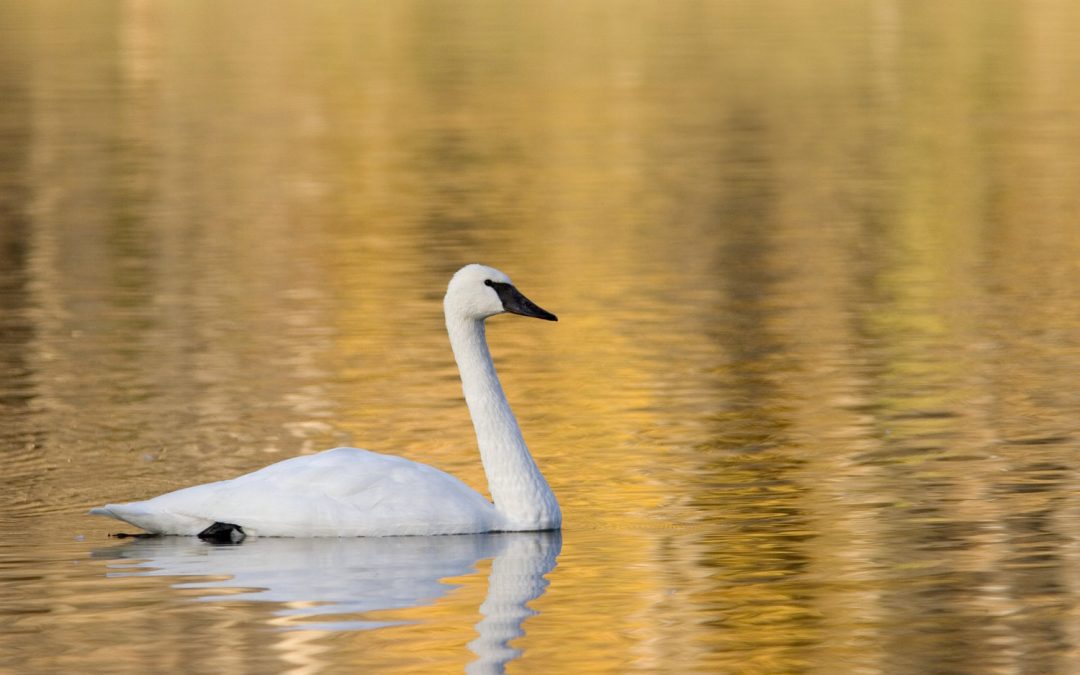 The Swan Project