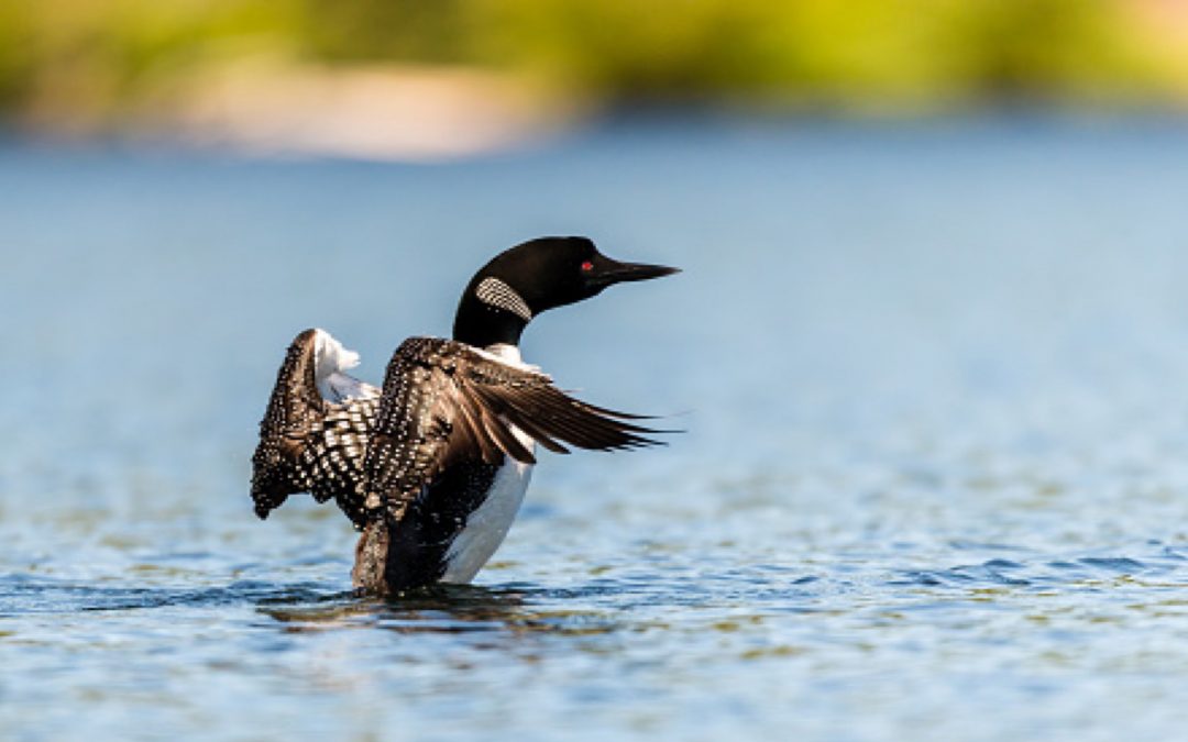 The Loon Restoration Project